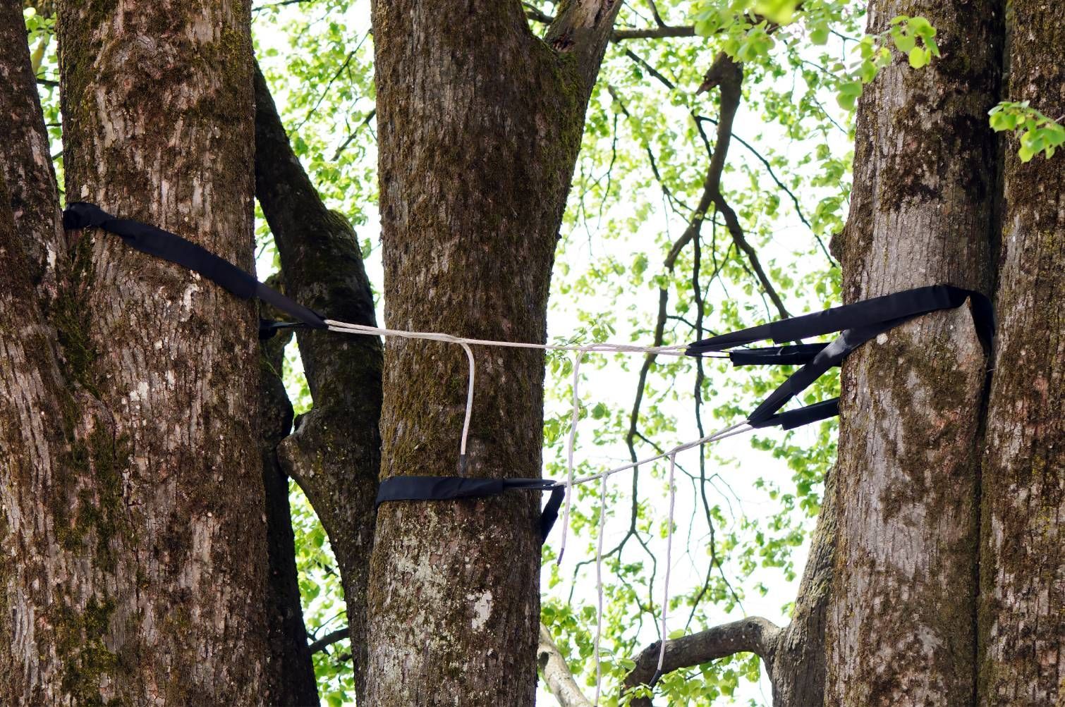 Black straps tied between tree trunks in a wooded area, resembling a rope bridge or climbing setup