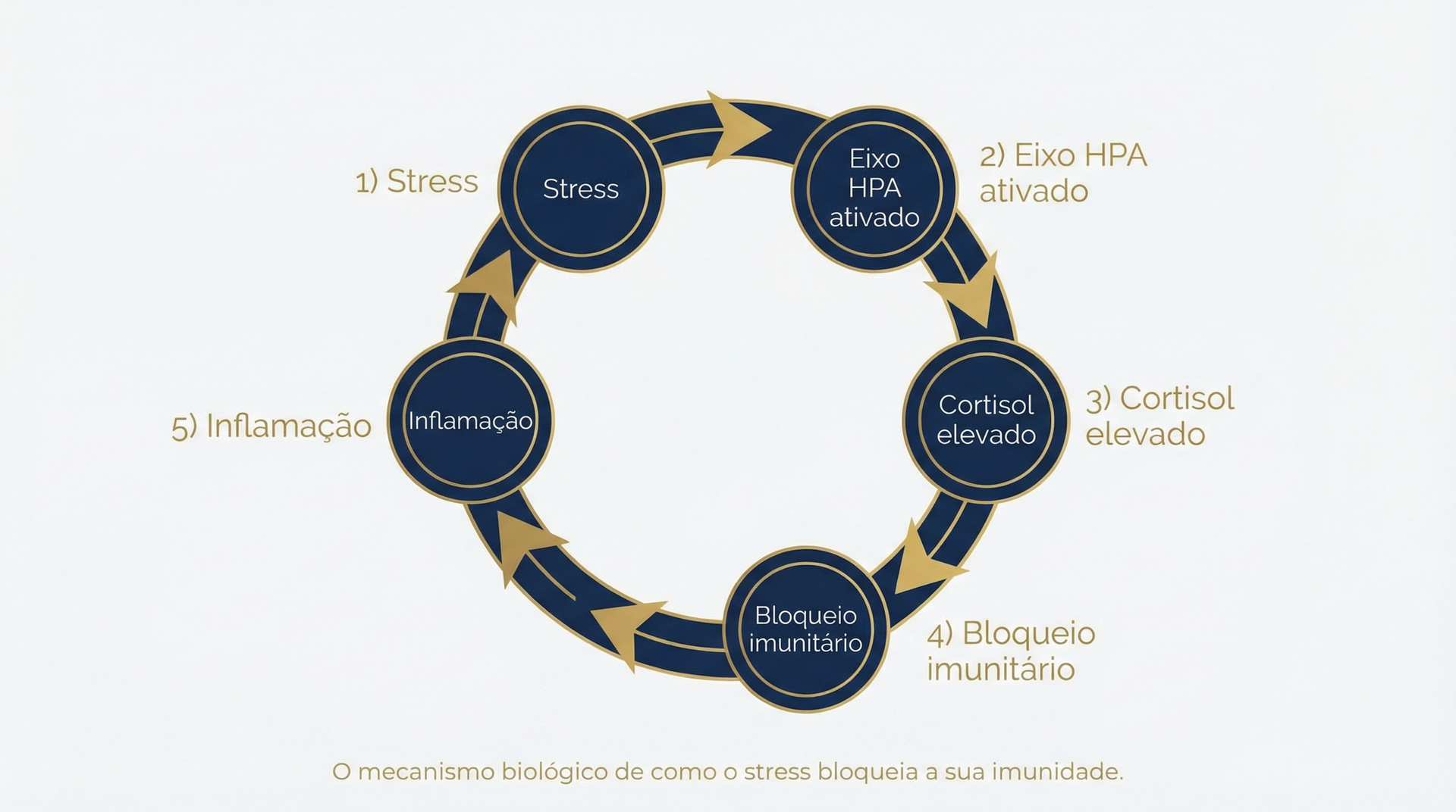 Diagrama de um processo circular: Estresse, ativação do eixo HPA, liberação de cortisol, bloqueio imunológico, inflamação, retorno ao estresse.