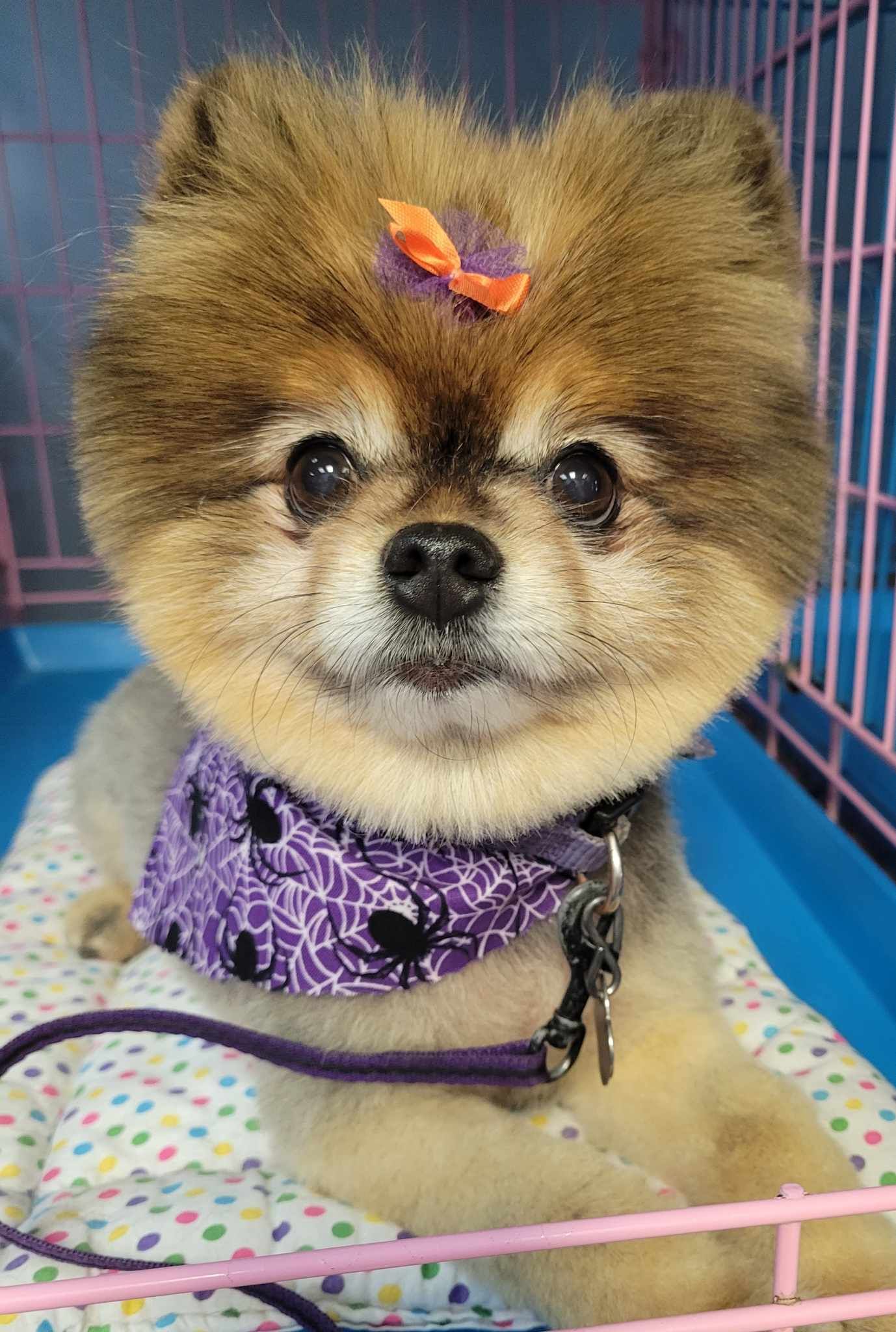 Pomeranian dog with a purple bandana and bow, in a pink cage.
