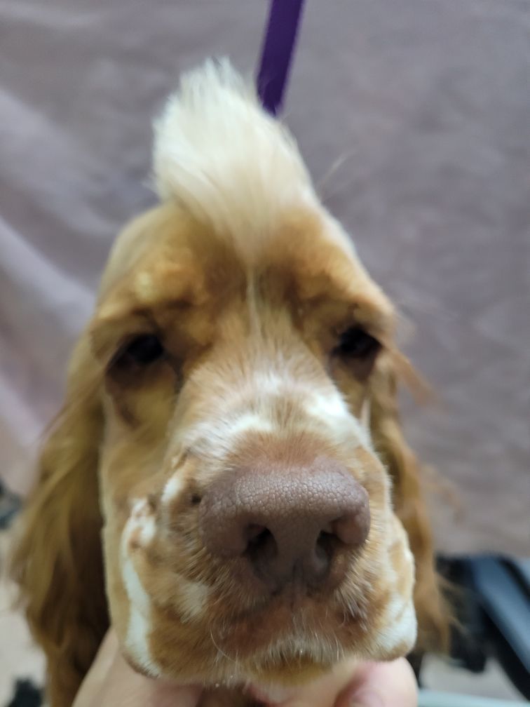 Brown and white Cocker Spaniel with a faux hawk haircut, close-up, indoors.
