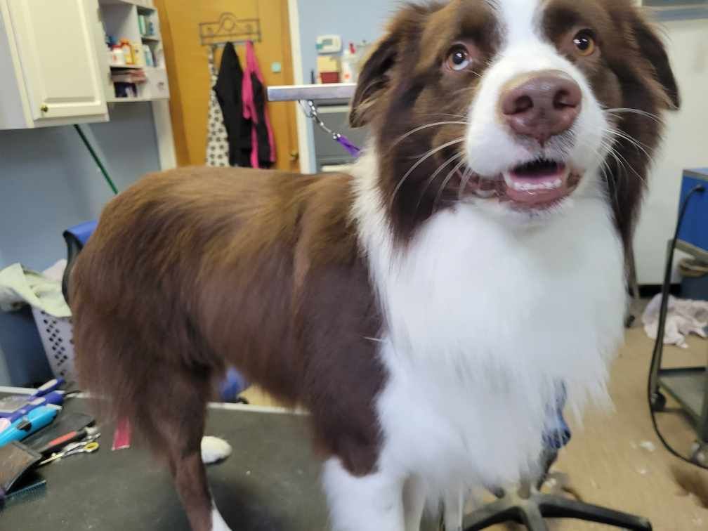 Dog being groomed with scissors on a grooming table. Brown dog with a short haircut, a groomer is trimming its face.
