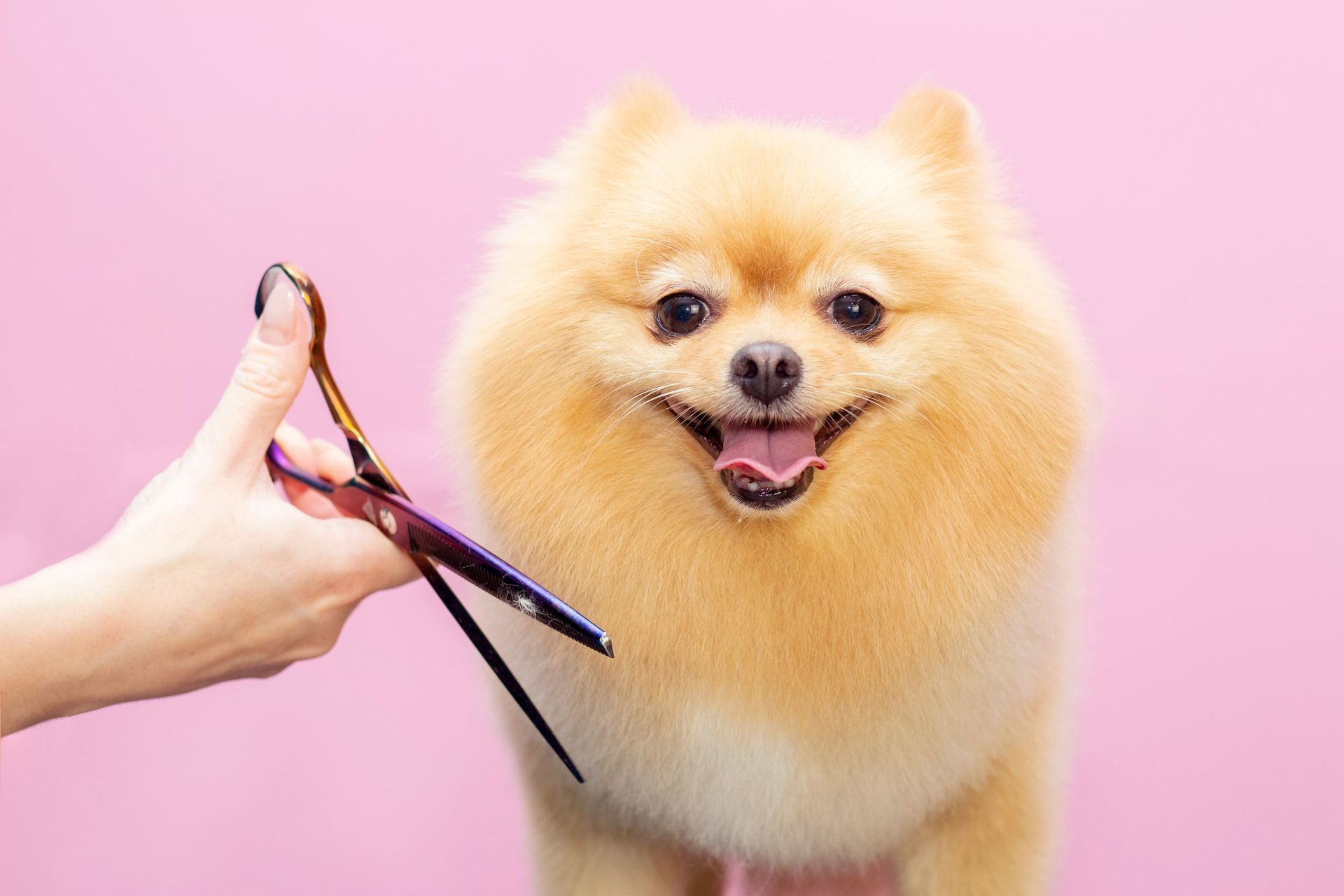 Pomeranian dog smiles, with scissors held near its fur, on a pink background.