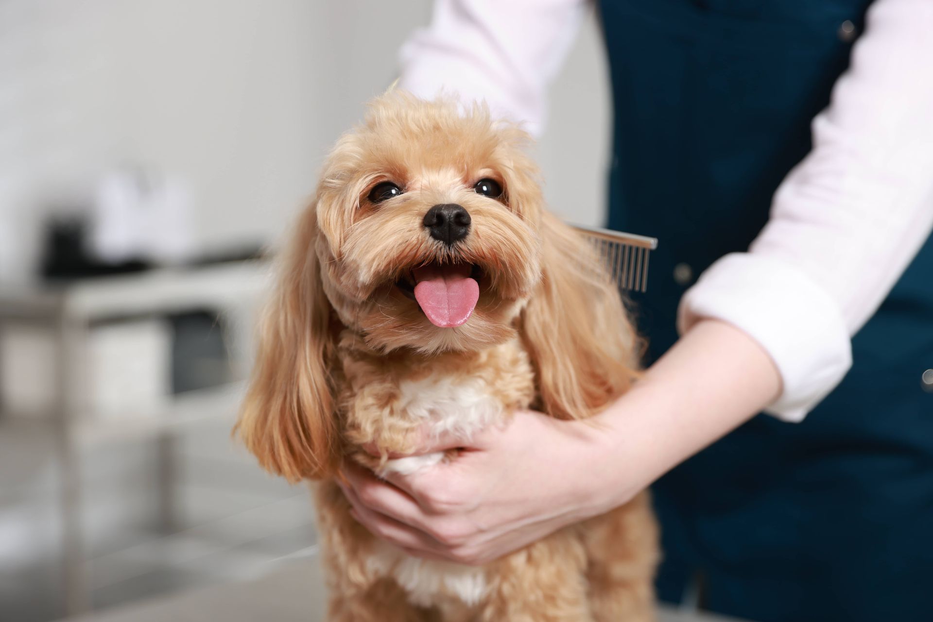 Dog being groomed by a person with a comb; dog has tongue out.