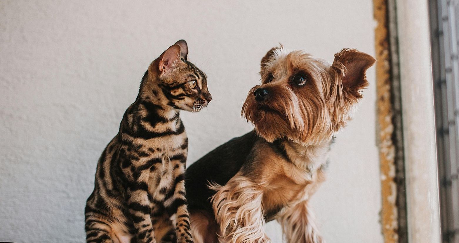 A dog and  a cat sitting side by side, symbolising companionship and loss
