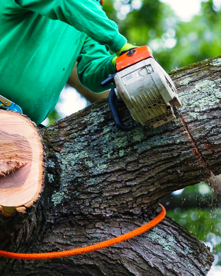  Tree Service in Concord, CA