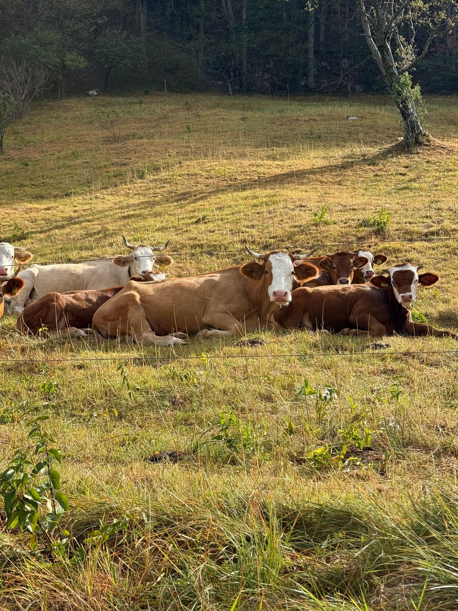 Cattle resting in a sunlit grassy field near trees in the Julian Alps, Slovenia