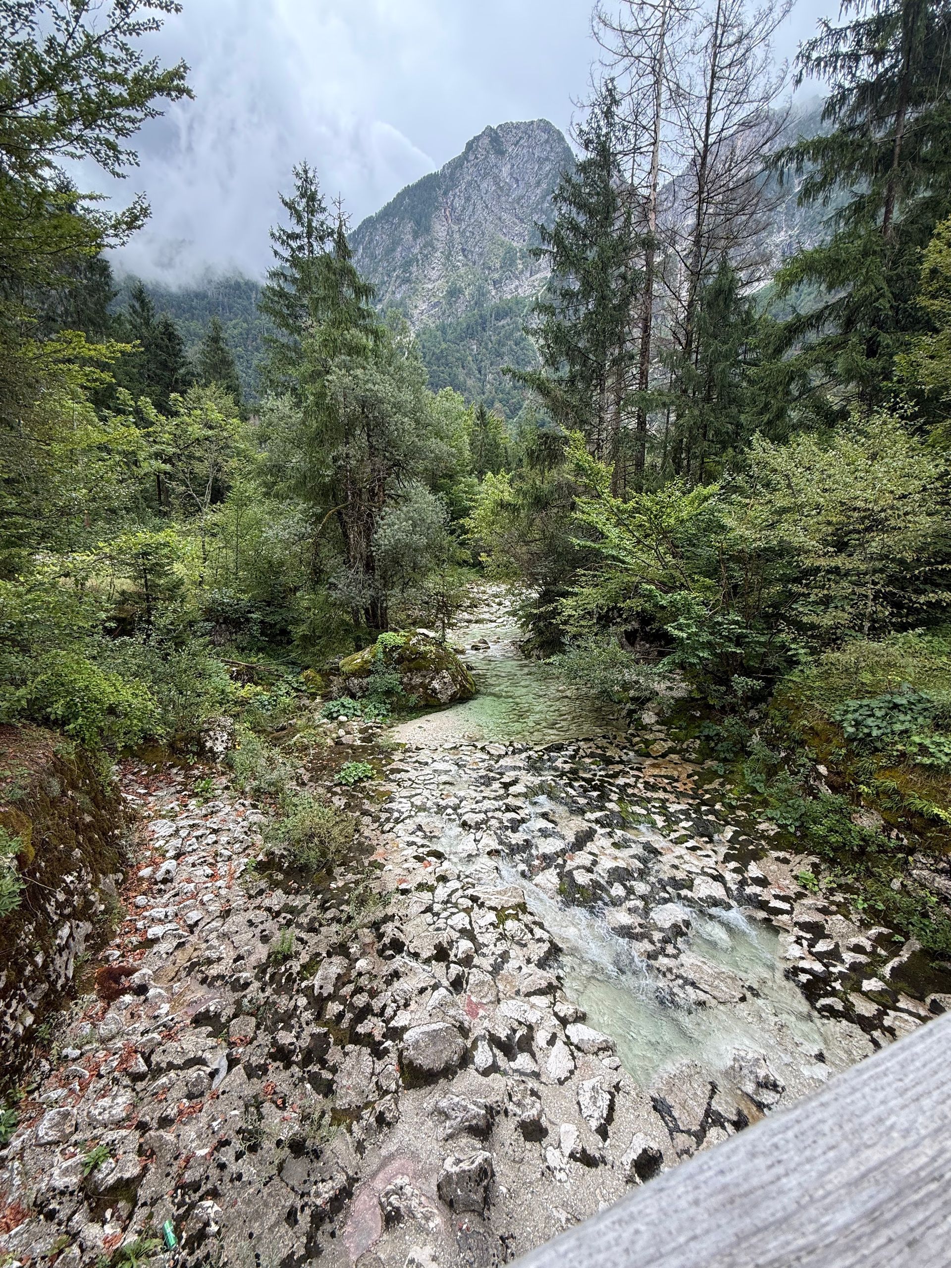 Mountain stream winding through dense green forest beneath misty peaks in the Julian Alps