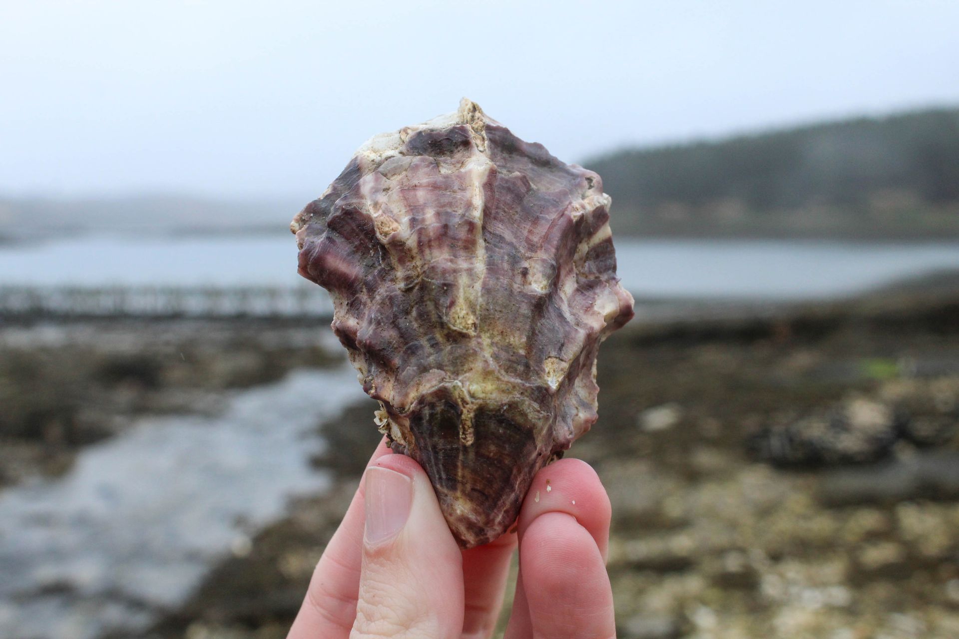 Hand holding a purple-brown Galway oyster shell on a rocky Galway beach with water and hills in the background
