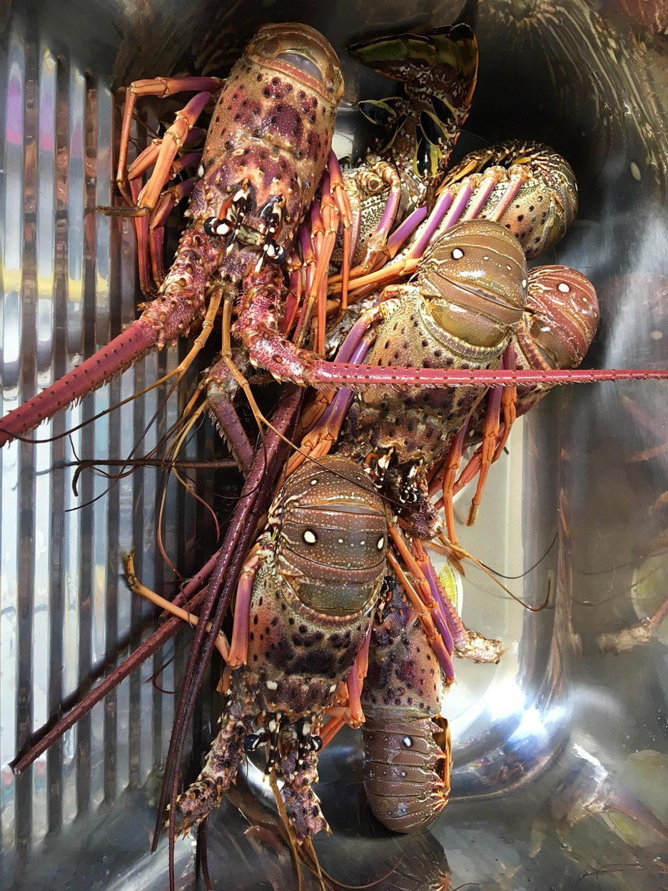 Several spiny lobsters piled together in a metal container, with reddish-brown shells.