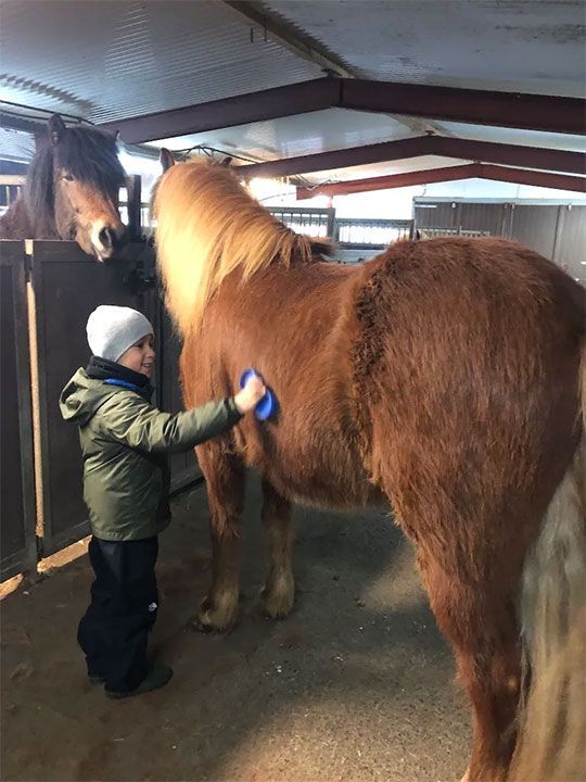 boy combing horse