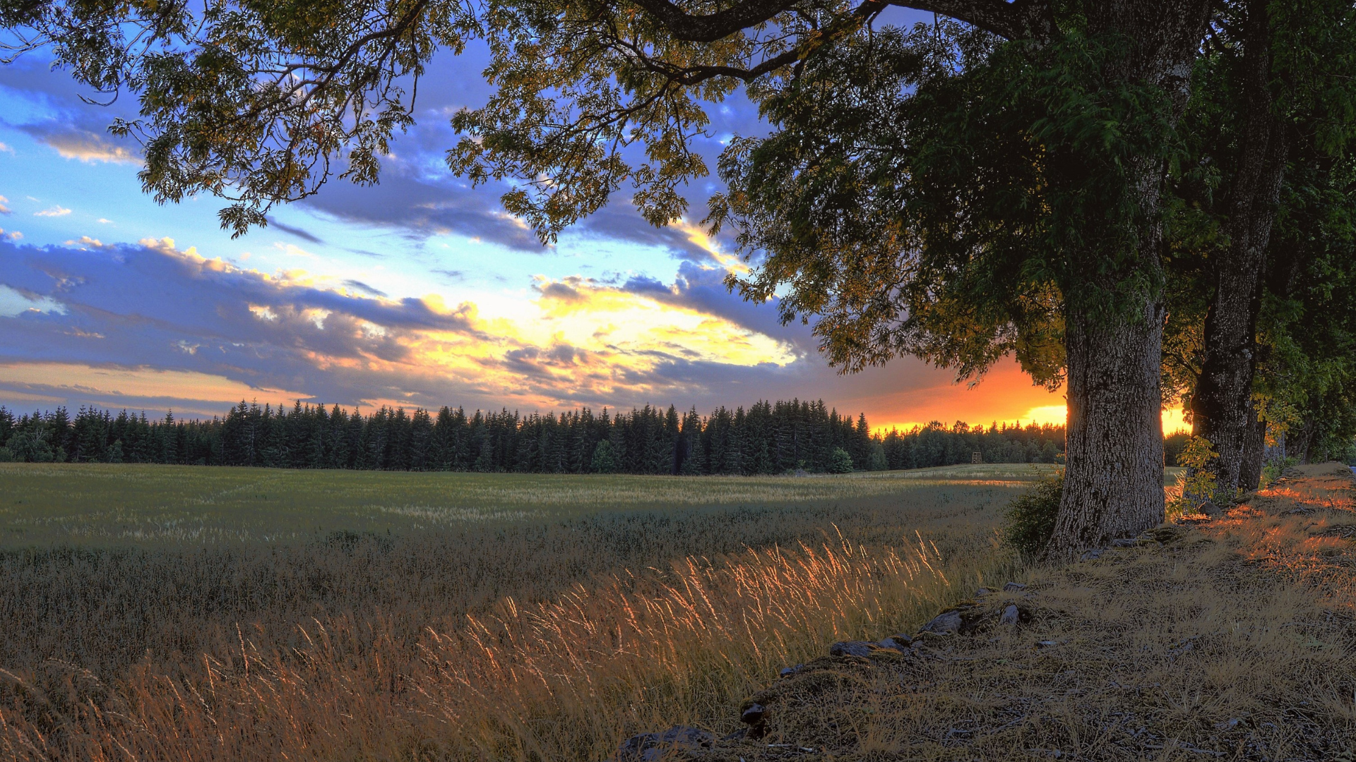Sunset over a grassy field with trees silhouetted against a colorful sky.