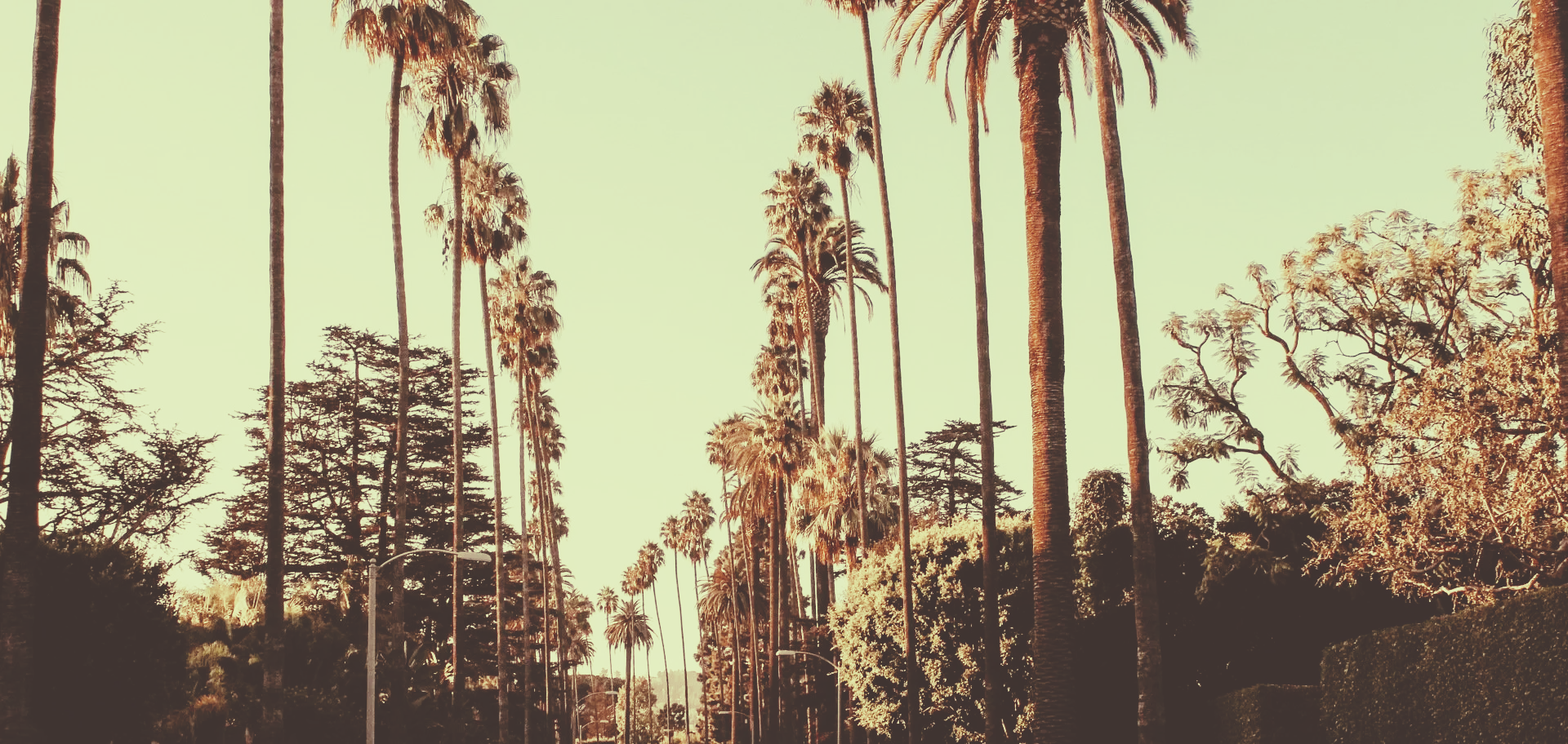 A row of palm trees on a sunny day