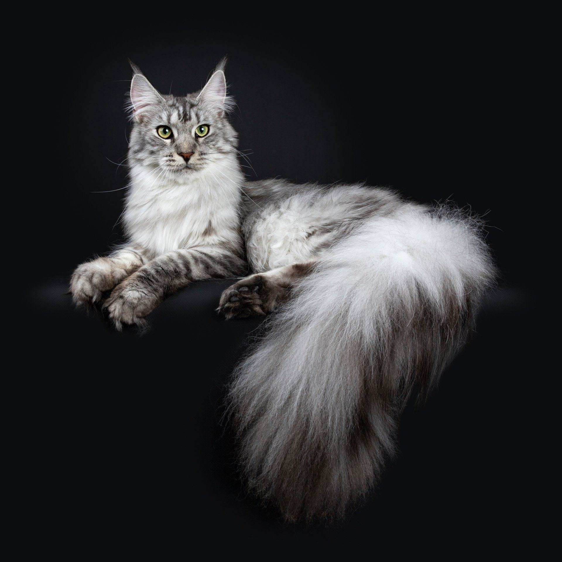 un chat gris et blanc avec une longue queue moelleuse se couche sur une surface noire.