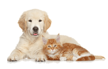 chiot
