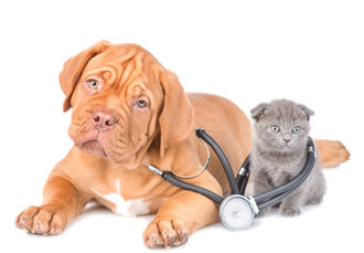 chien et chat