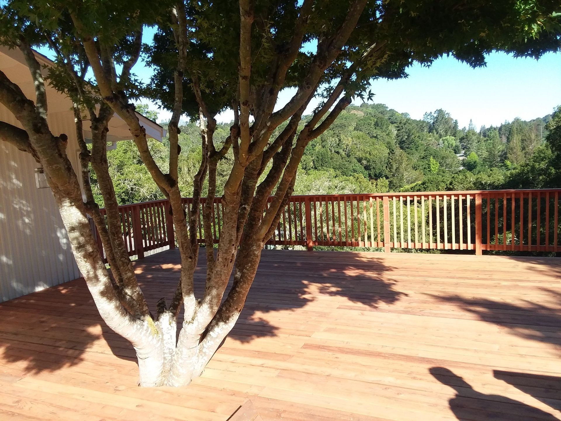 Wooden deck surrounds a tree. Brown wooden railings and green trees in background.