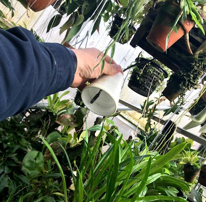Person holding white cup over leafy green plants in a greenhouse.