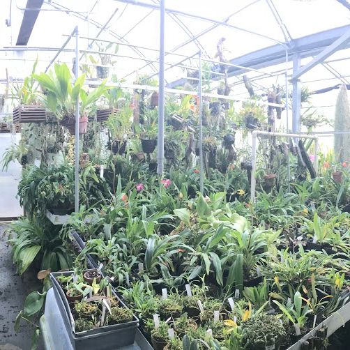 Greenhouse filled with various plants, some hanging, some in trays. Bright, sunny interior.