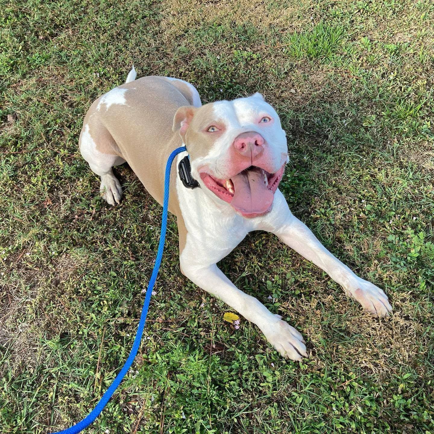 Happy white-and-tan dog lying on grass with a blue leash, panting in the sun
