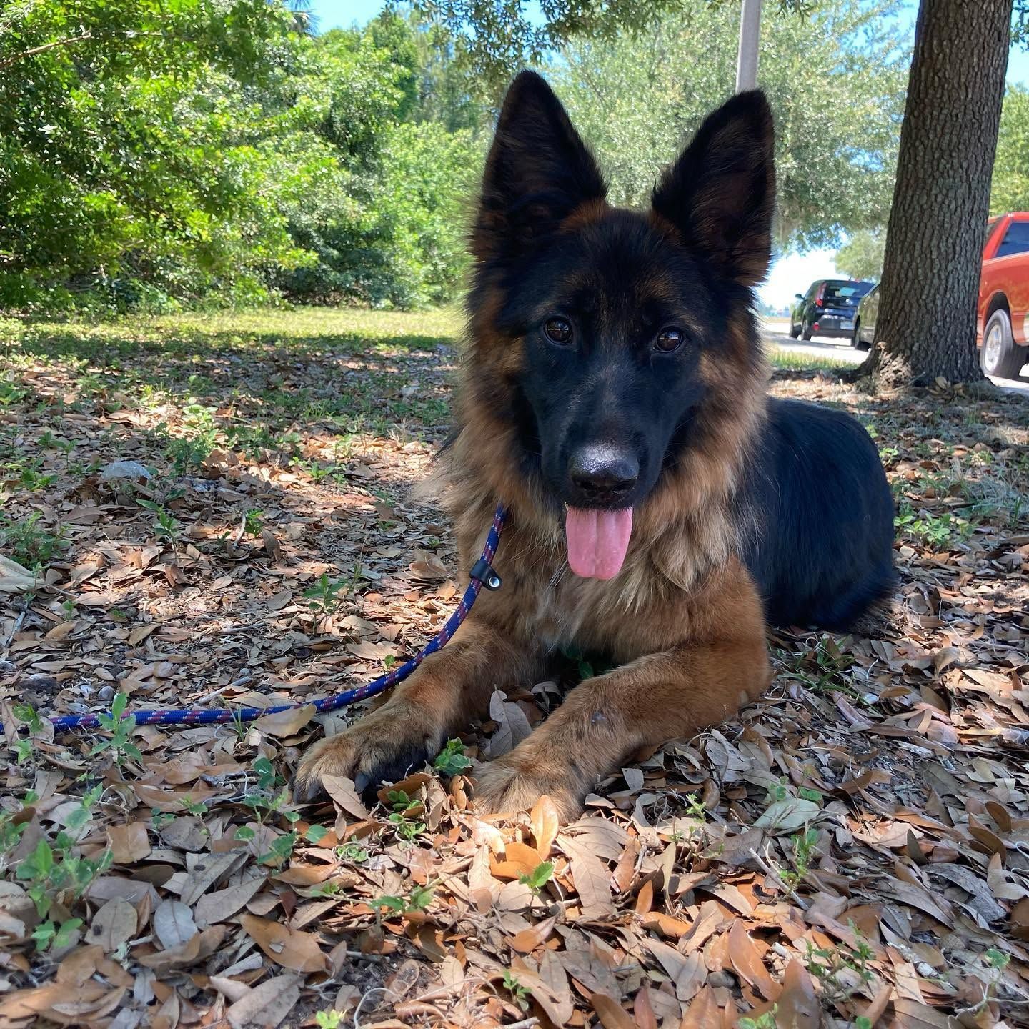 German shepherd lying on leaf-covered ground outdoors, tongue out, with a blue leash.