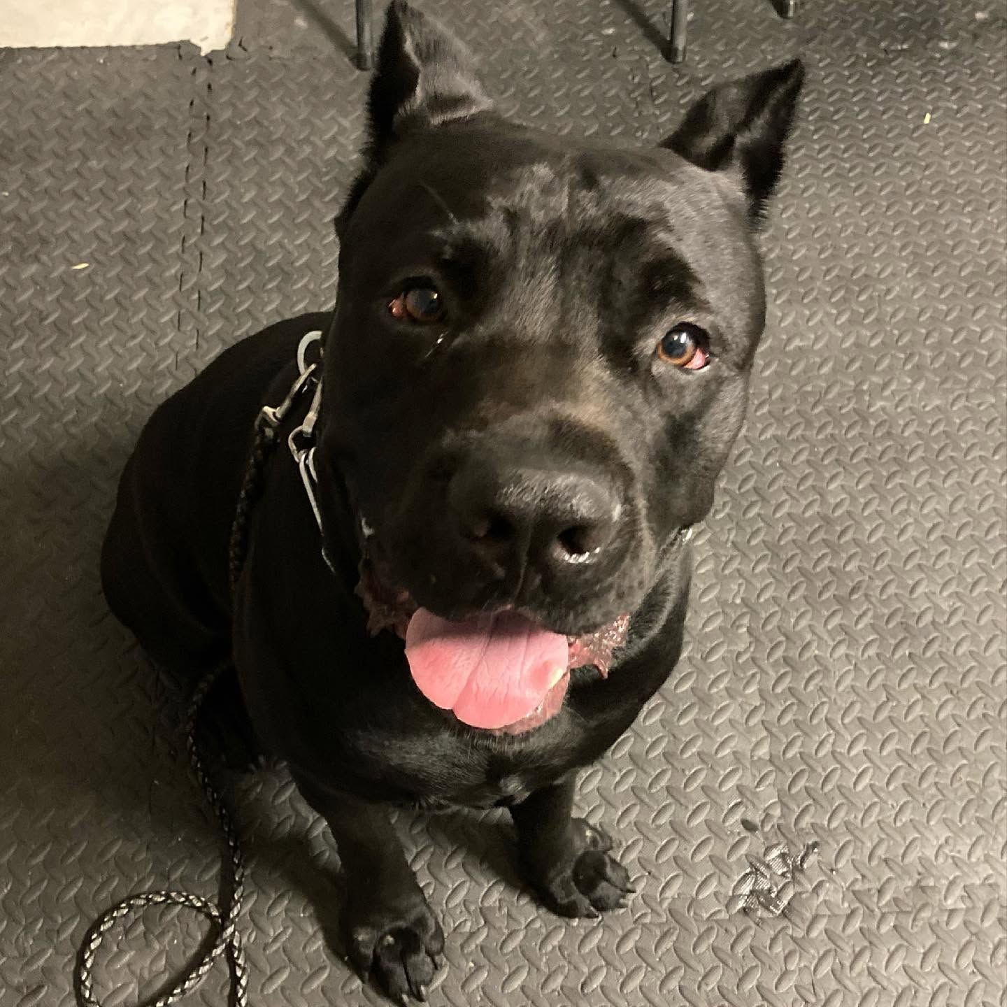 Black dog with a pink tongue sitting on a textured floor, looking up at the camera.