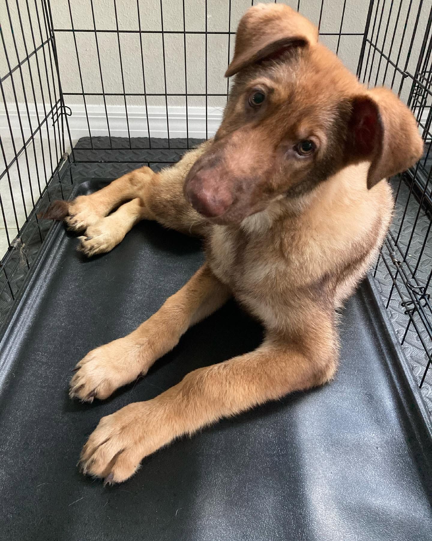 Tan puppy with floppy ears lying in a metal crate, looking up at the camera.