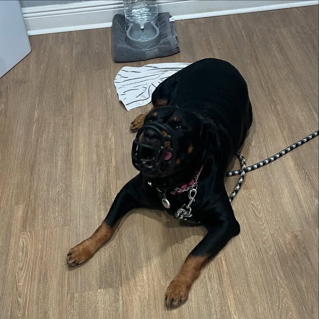 Black-and-tan dog lying on a wood floor with a leash attached near a doorway