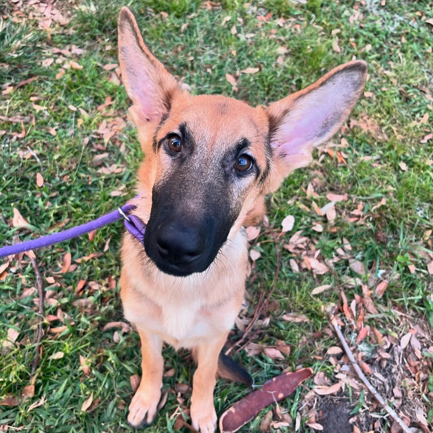 German Shepherd puppy on a purple leash, sitting on grass and looking up with ears perked.