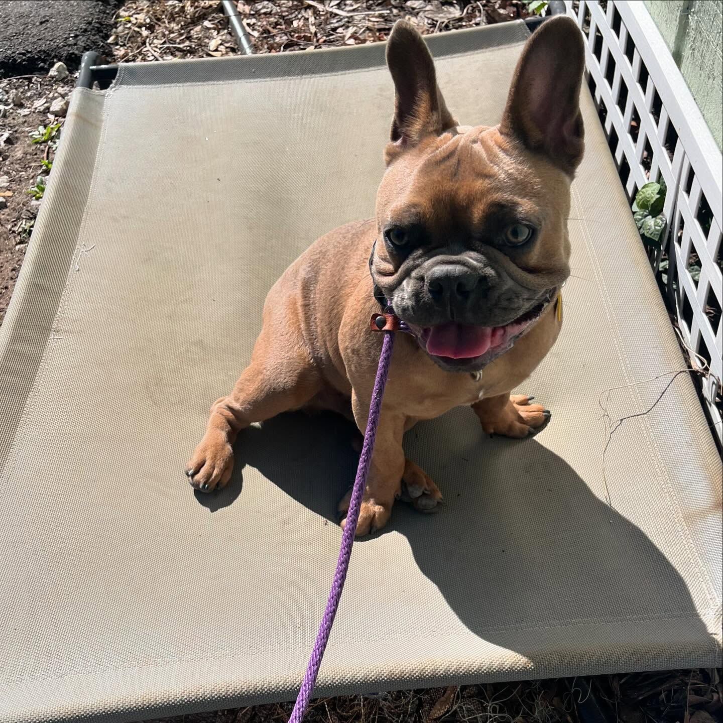 Small brown French bulldog sitting on a beige outdoor cot, wearing a purple leash and panting in the sun