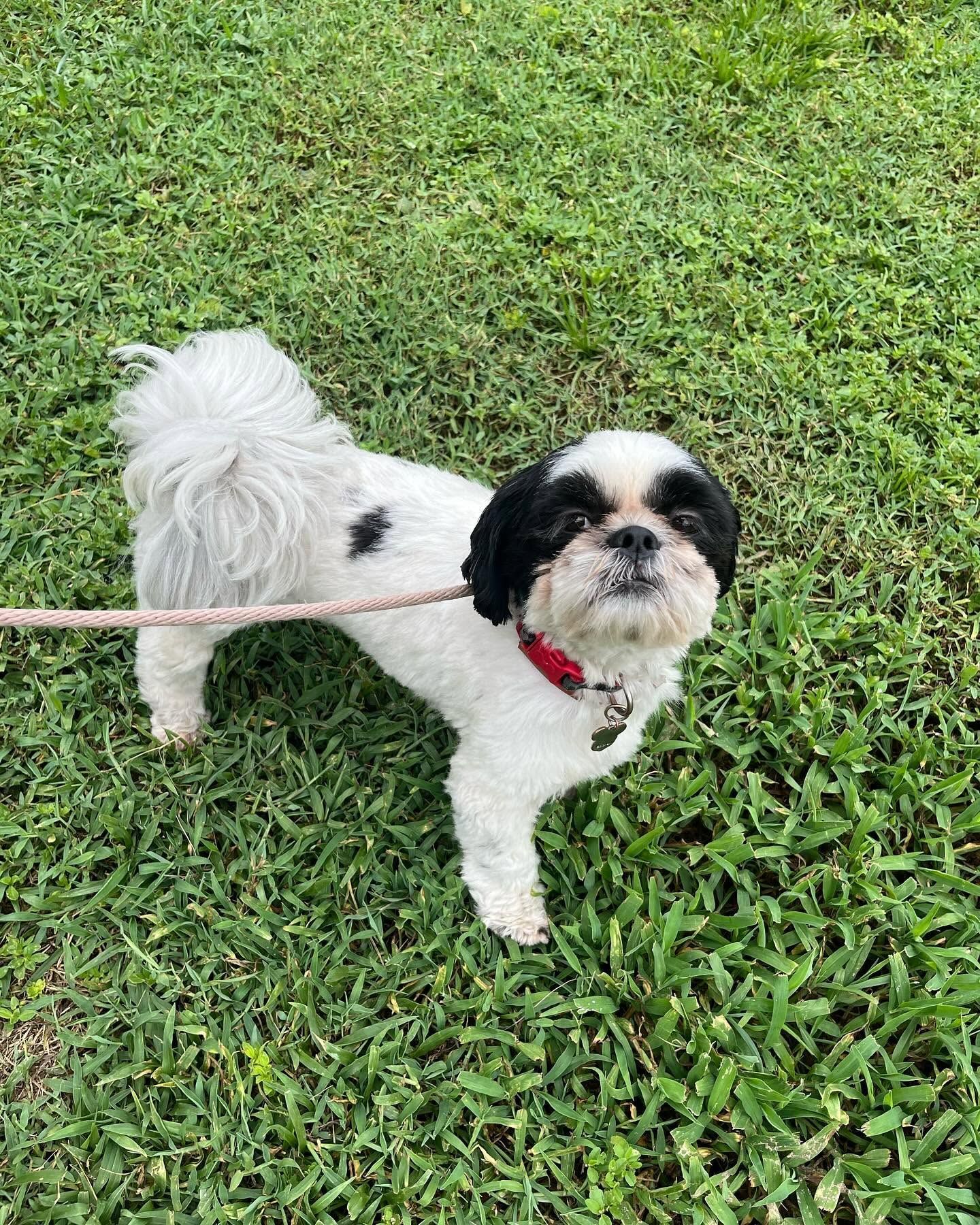 Small black-and-white dog on a leash standing on green grass, wearing a red collar.