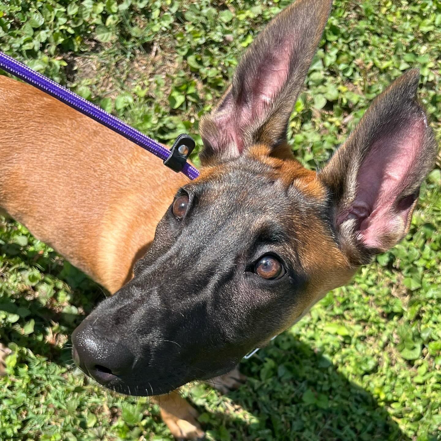 Tan Belgian Malinois puppy with ears up, wearing a purple leash, standing on grass in sunlight