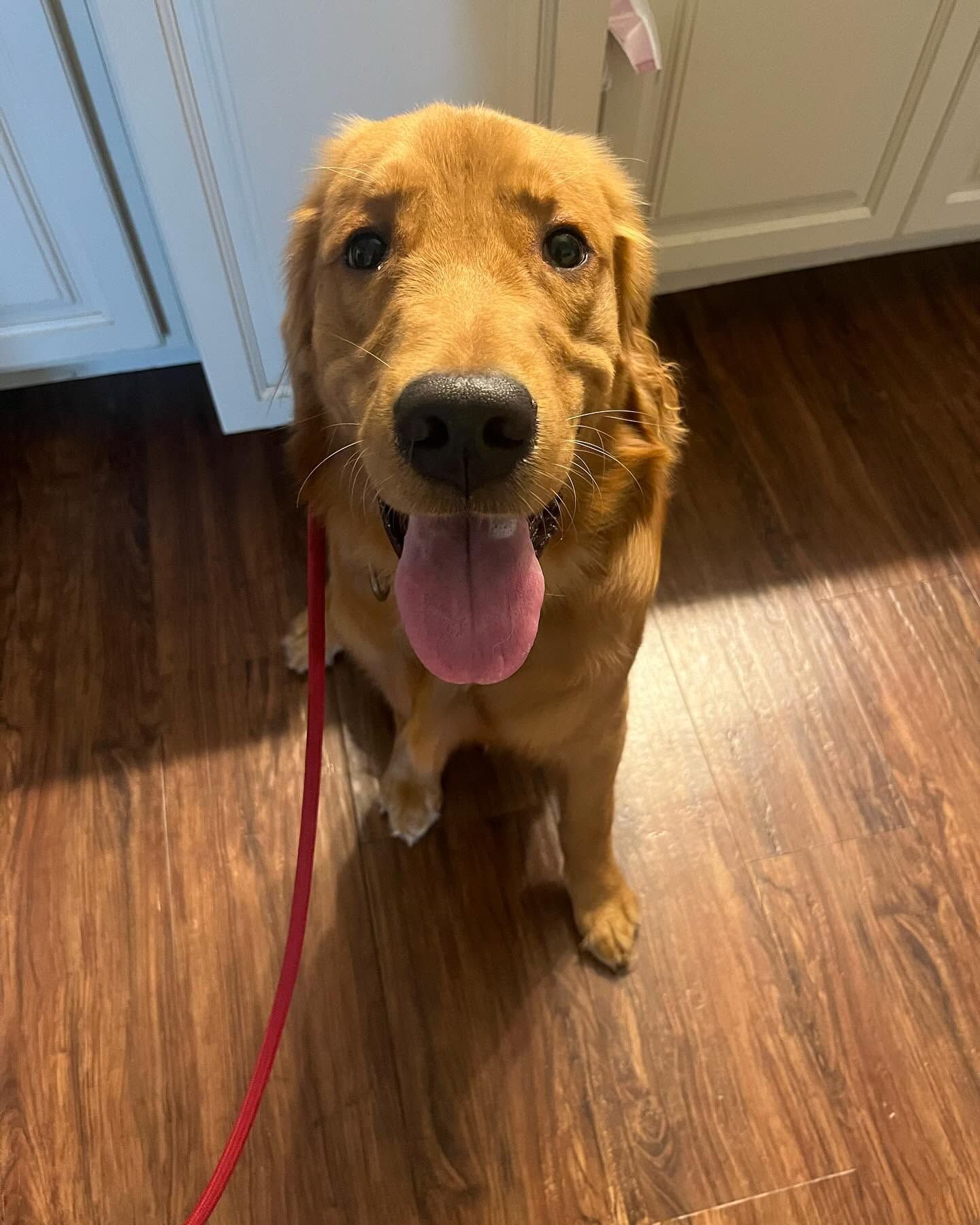 Golden retriever sitting on a wood floor, panting with a red leash attached.