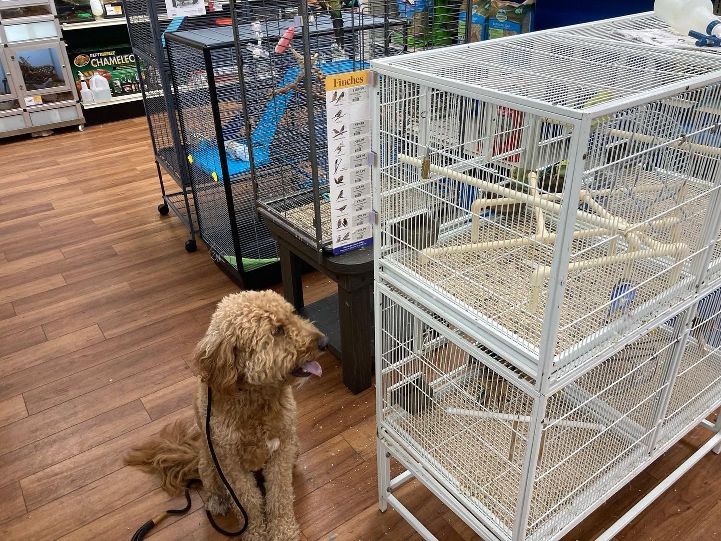 Brown dog sitting on a leash in a pet store aisle beside stacked white wire cages