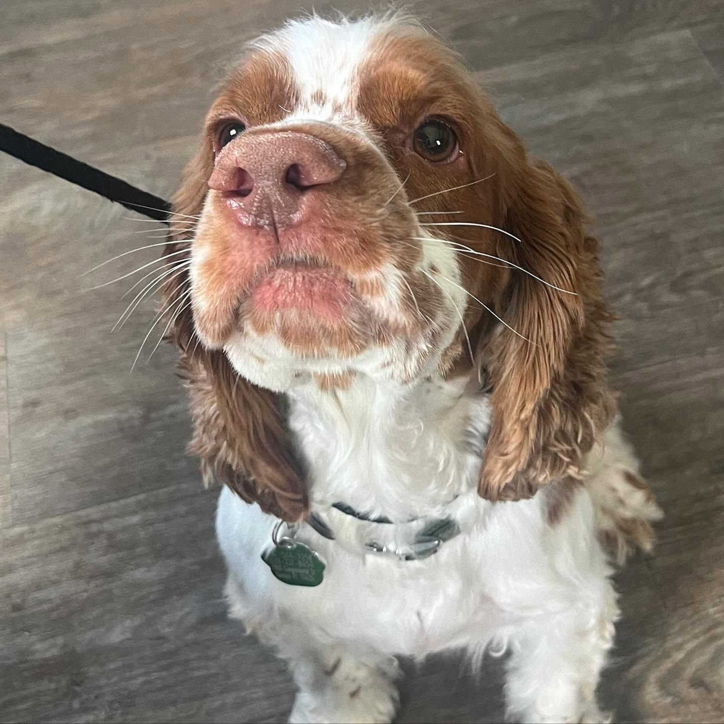 Small brown-and-white dog looking up on a leash indoors, with a green tag on its collar.