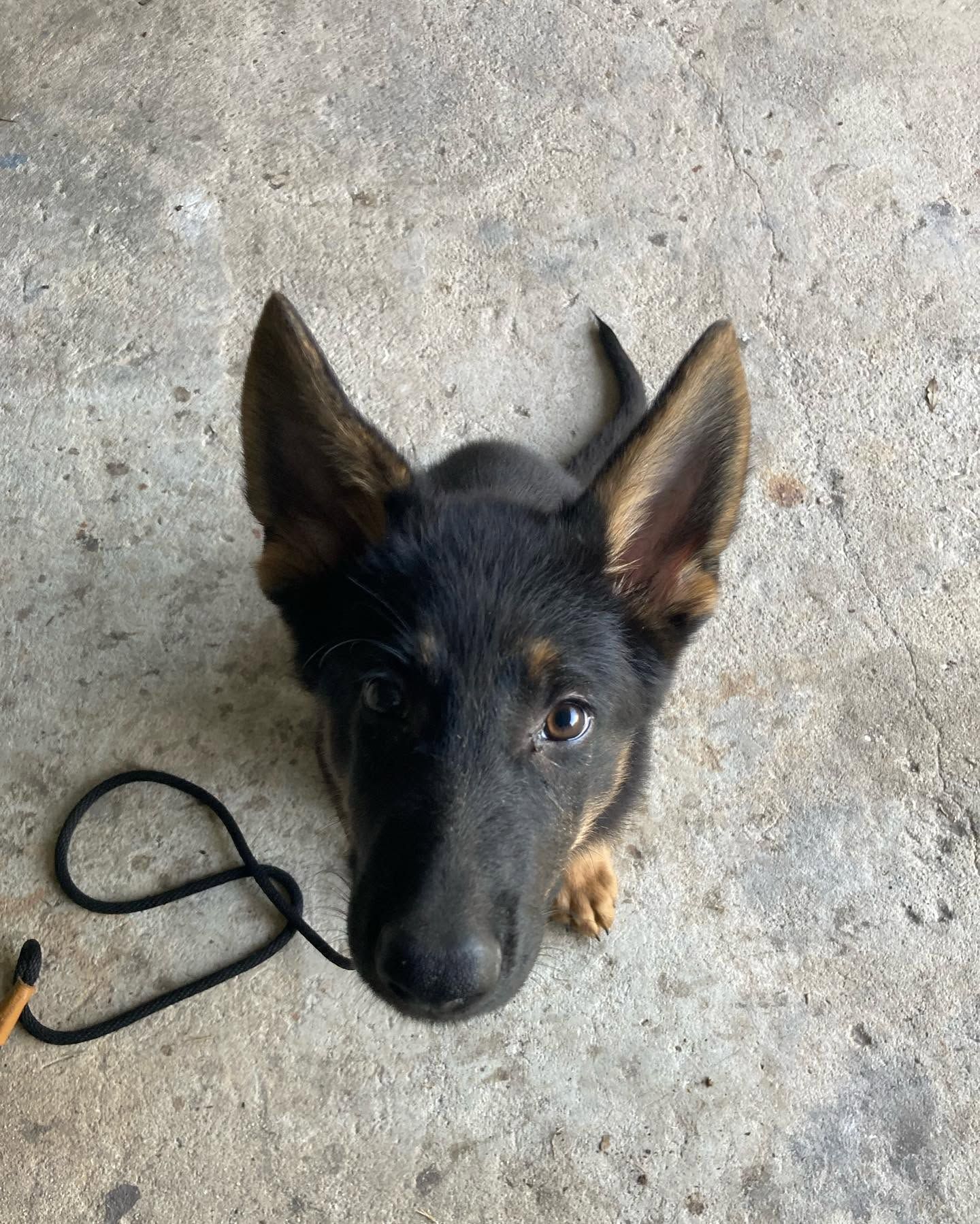 Black-and-tan puppy with upright ears on a concrete floor, looking up at the camera