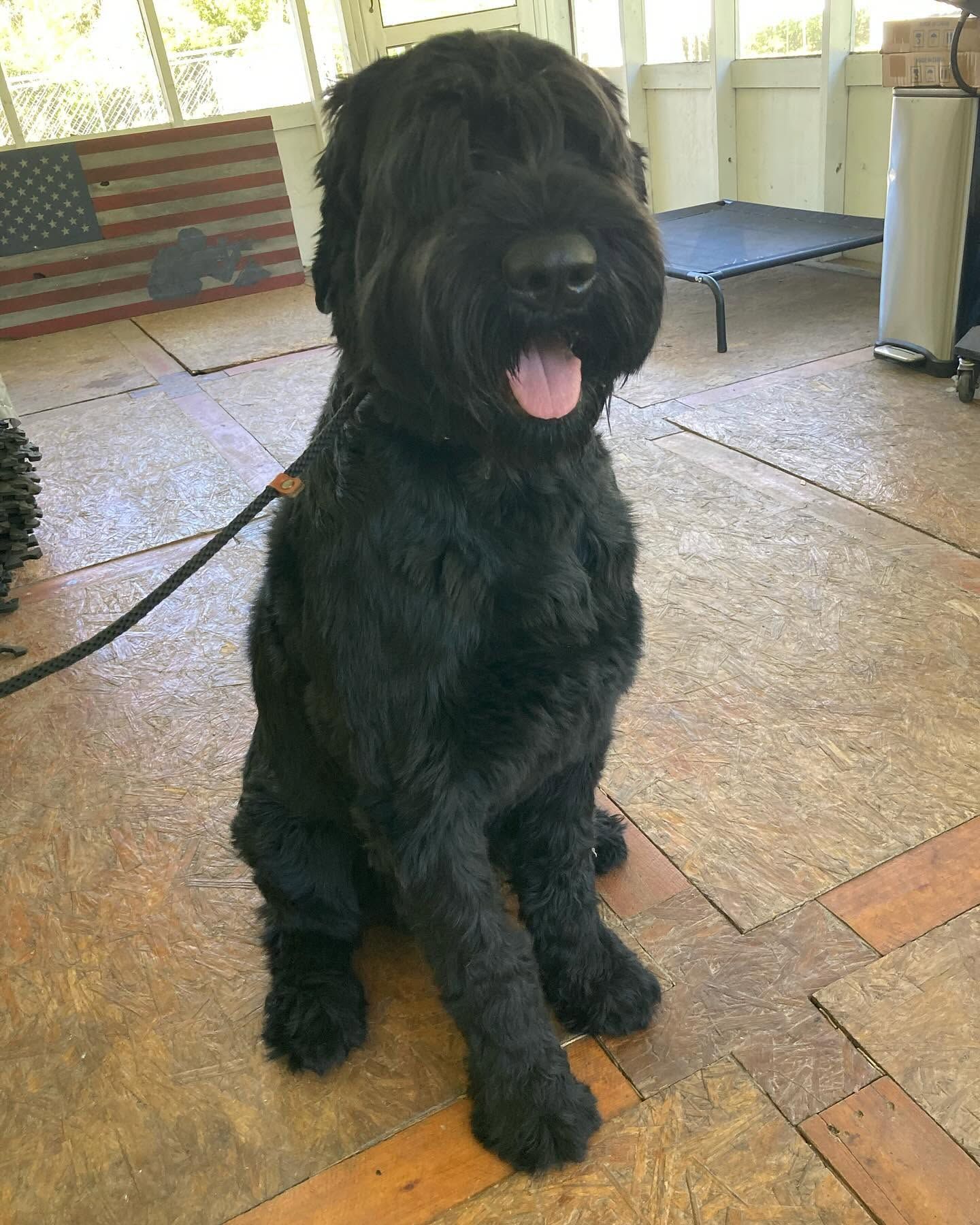 Black shaggy dog sitting indoors with tongue out on a tiled floor.