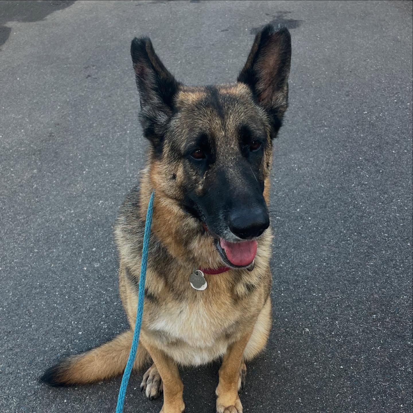 German shepherd sitting on pavement with a blue leash, panting with tongue out.