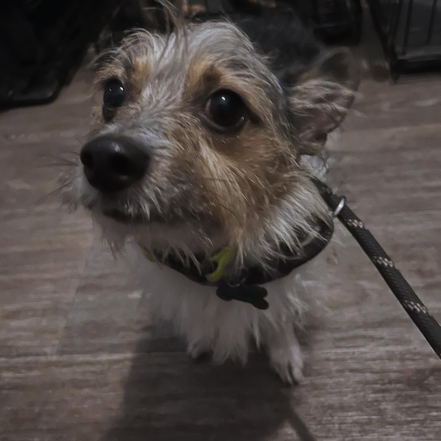 Small scruffy dog on a leash, looking up on a dark indoor floor.