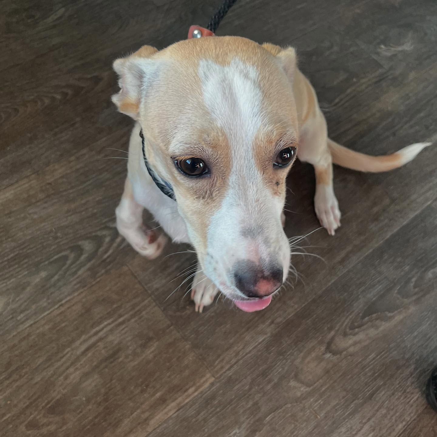 Small tan-and-white dog sitting on a wooden floor, looking up with its tongue out.