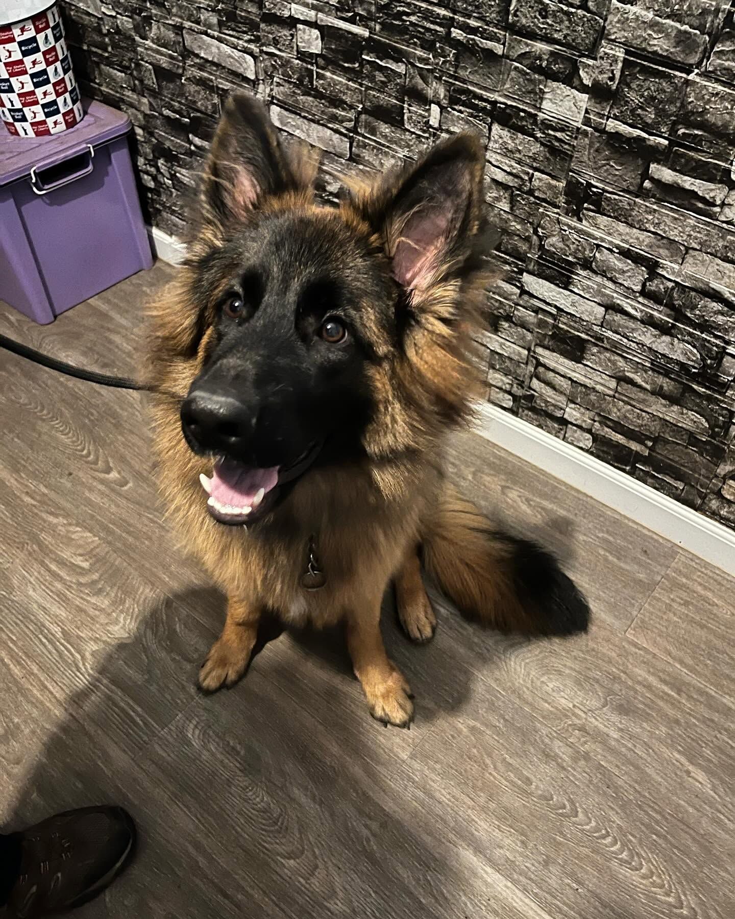 German shepherd sitting indoors on a wood floor, looking up with mouth open and tongue out.