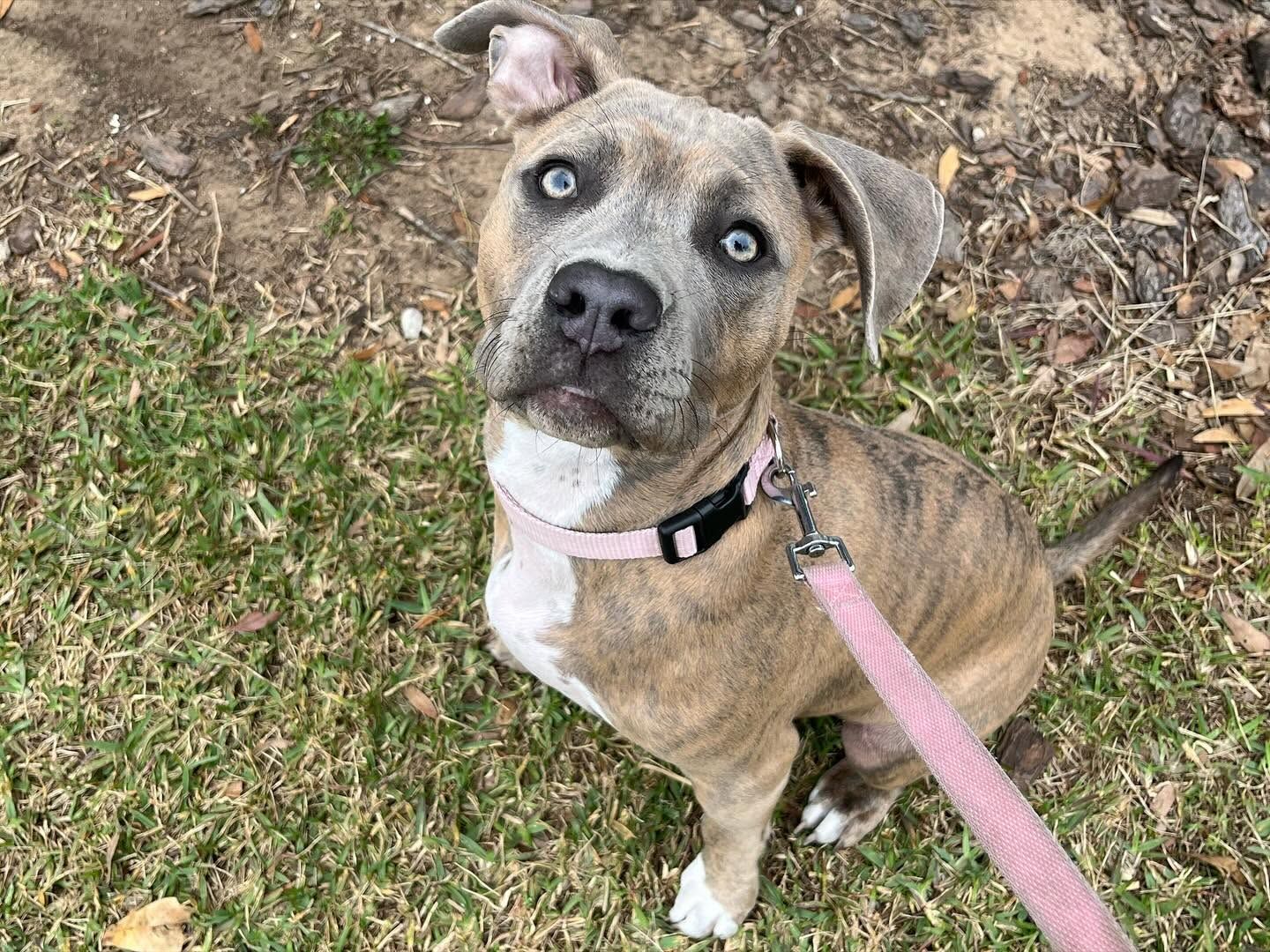 Brown brindle dog with blue eyes sitting on a pink leash outdoors, looking up at the camera.