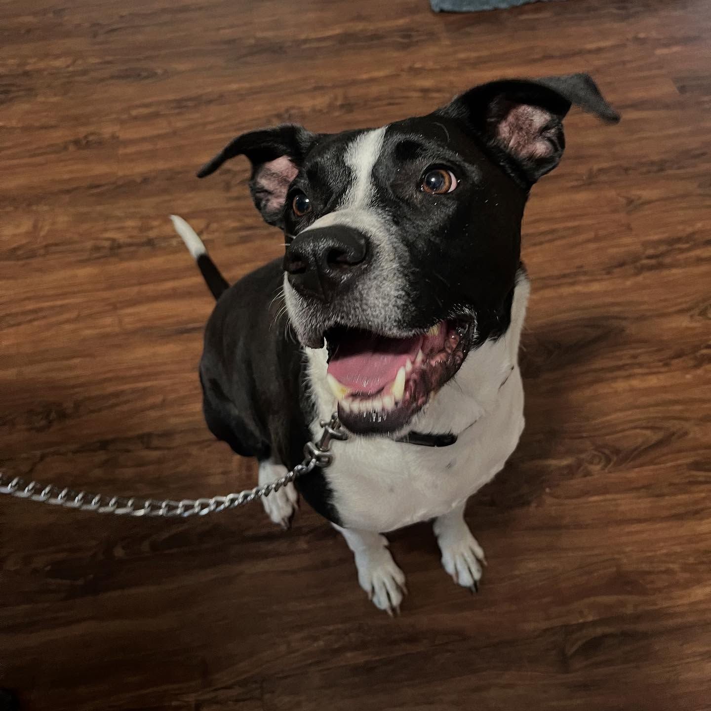 Black-and-white dog on a leash, sitting on a wooden floor with mouth open and ears perked up