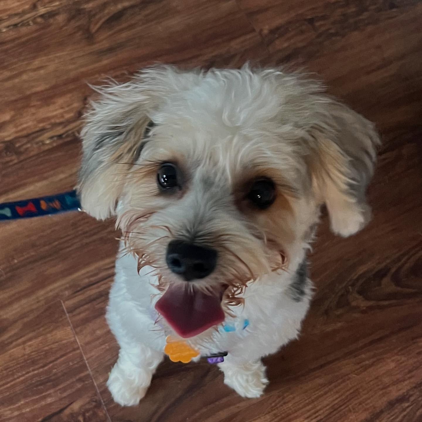 Small fluffy white dog with tan ears sitting on a wood floor, looking up with tongue out.