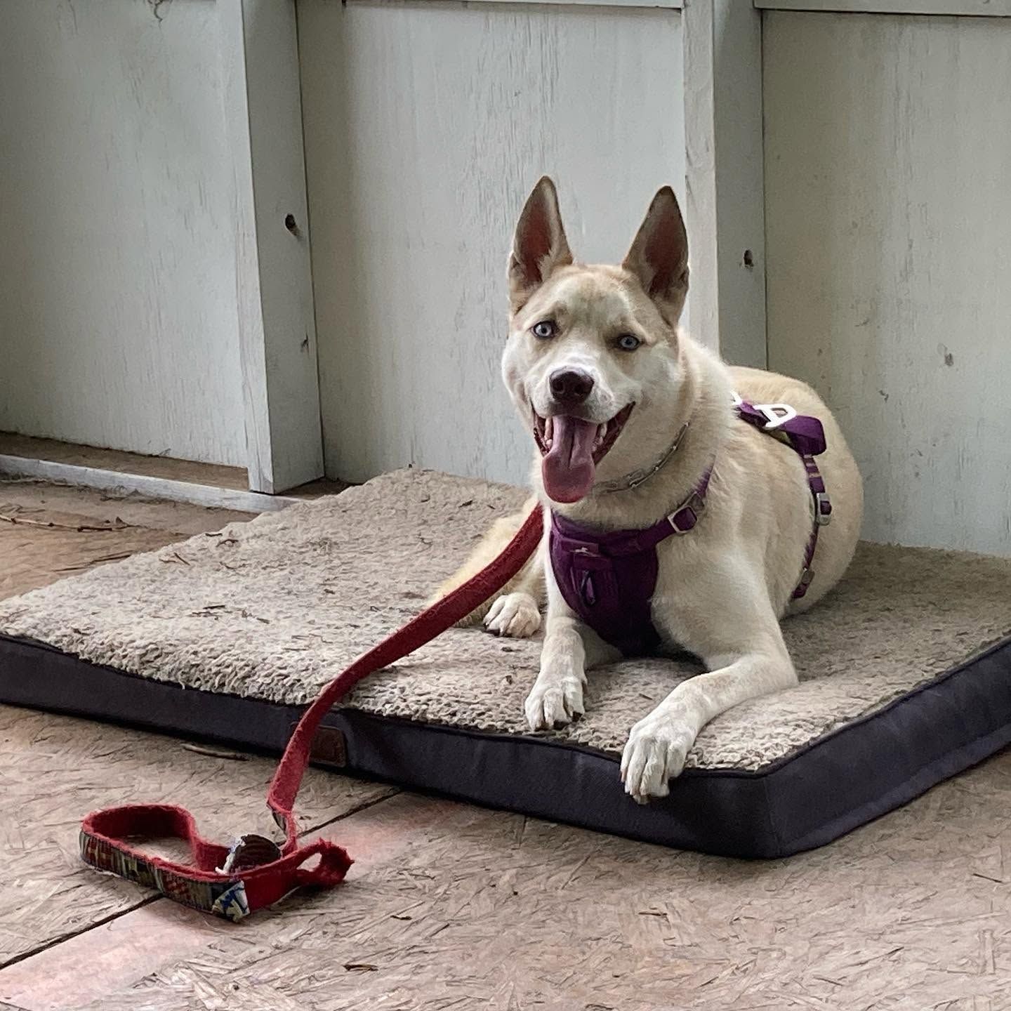 Cream-and-white dog in a purple harness lying on a mat with a red leash attached, panting outdoors