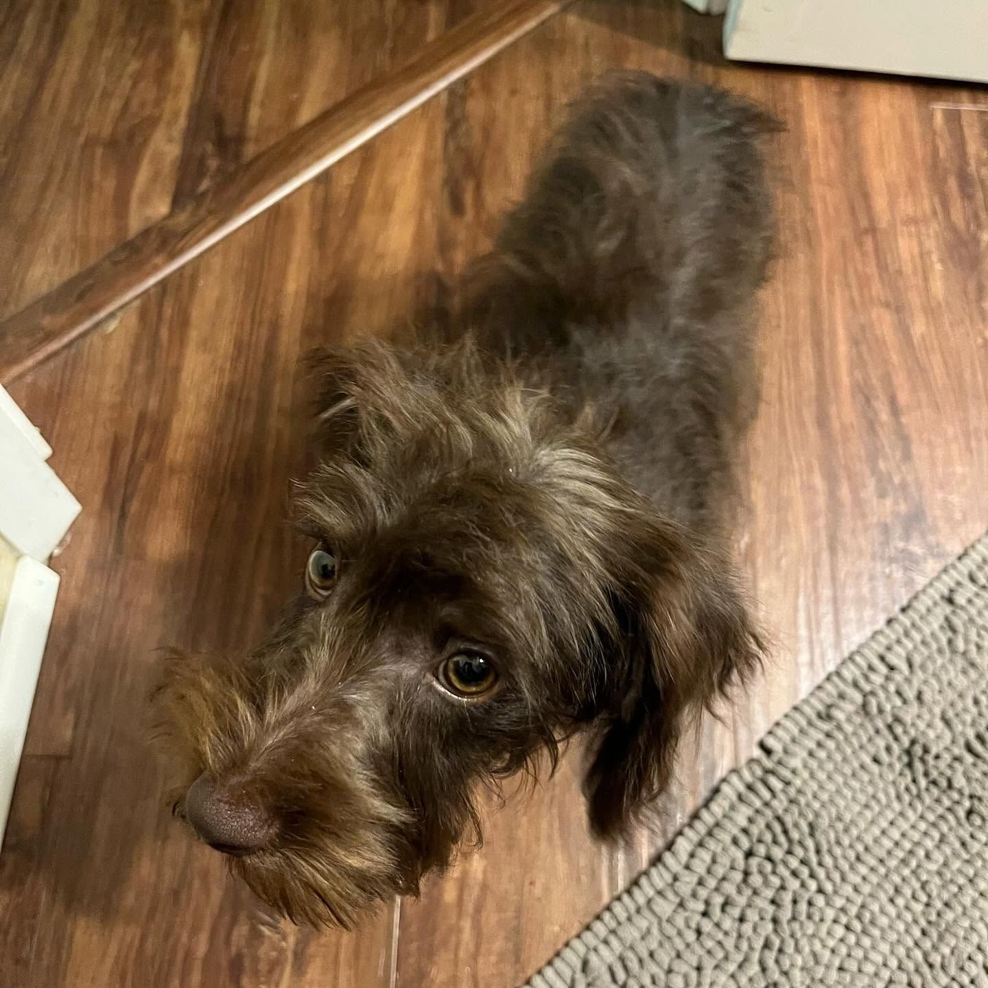Small brown shaggy dog looking up on a wooden floor beside a rug.