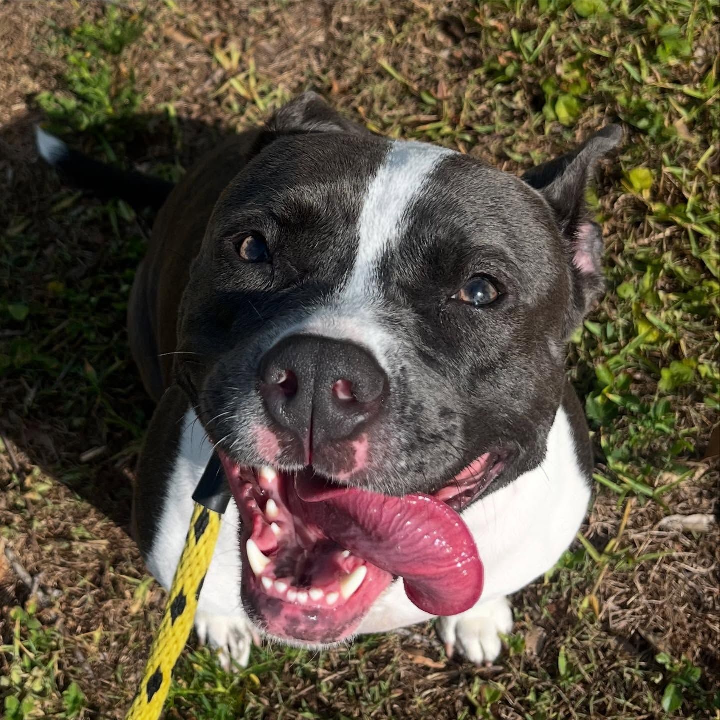 Black-and-white dog with tongue out, sitting on grass in bright sunlight