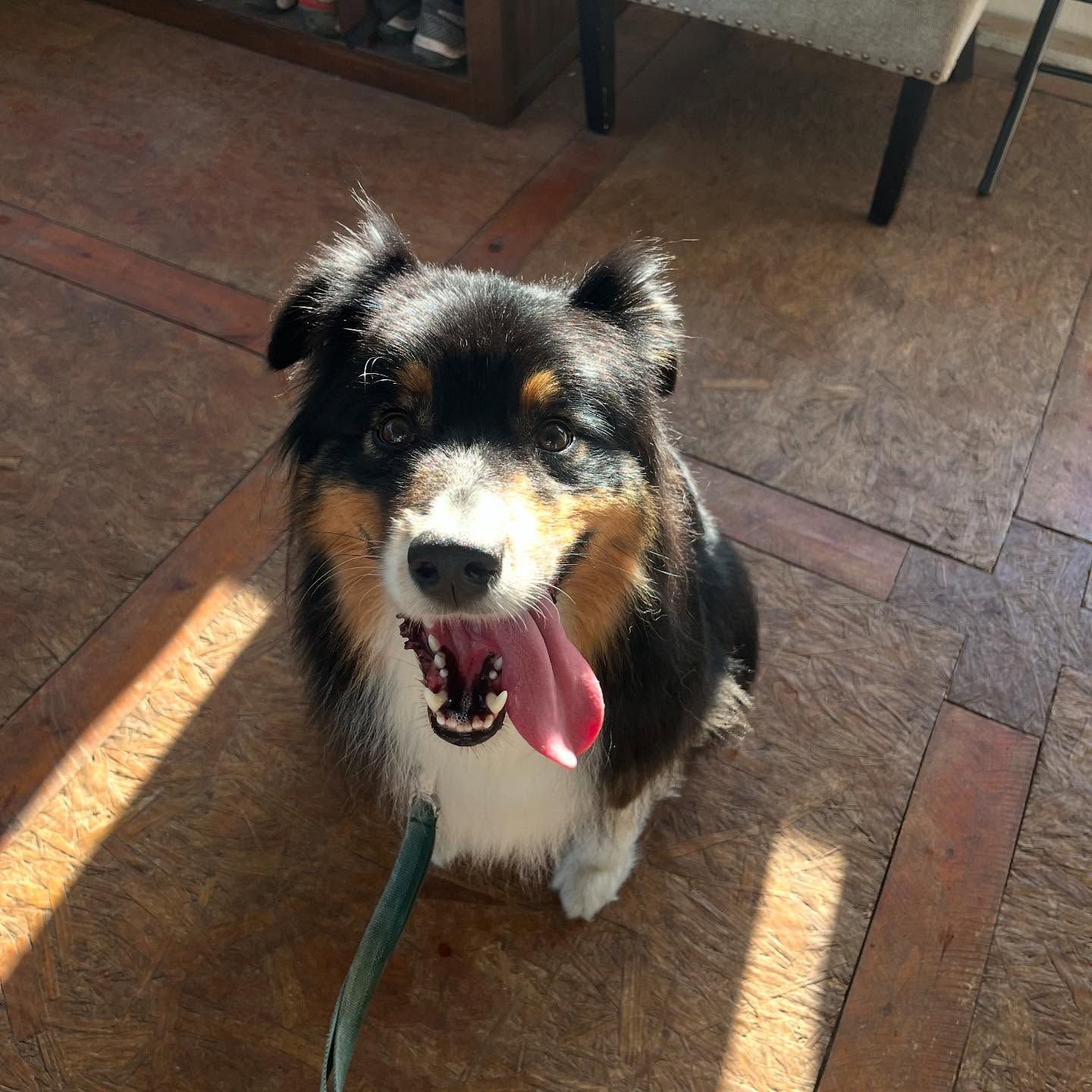Black-and-tan dog sitting on a tiled floor, panting with tongue out in sunlight