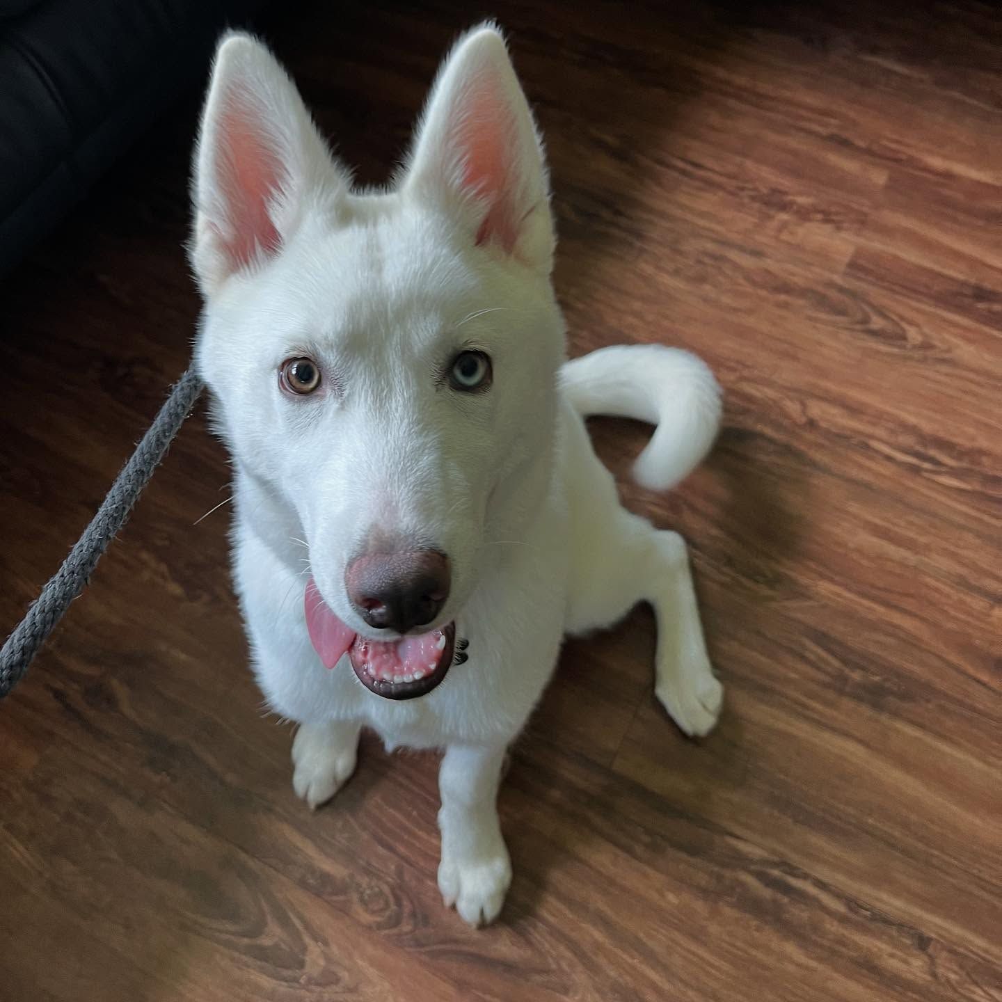 White dog with upright ears sitting on a wooden floor, looking up with mouth open and tongue out.