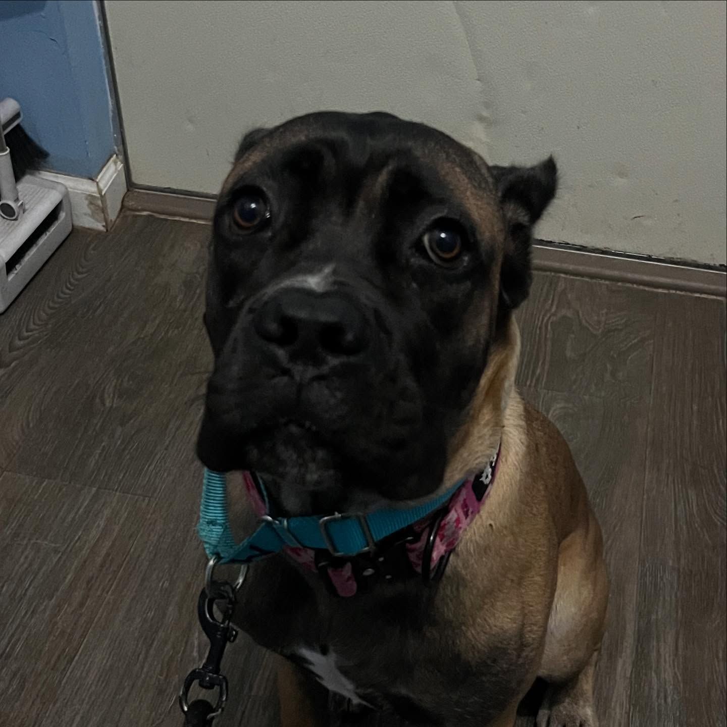 Brown and black dog wearing a blue collar, looking up indoors