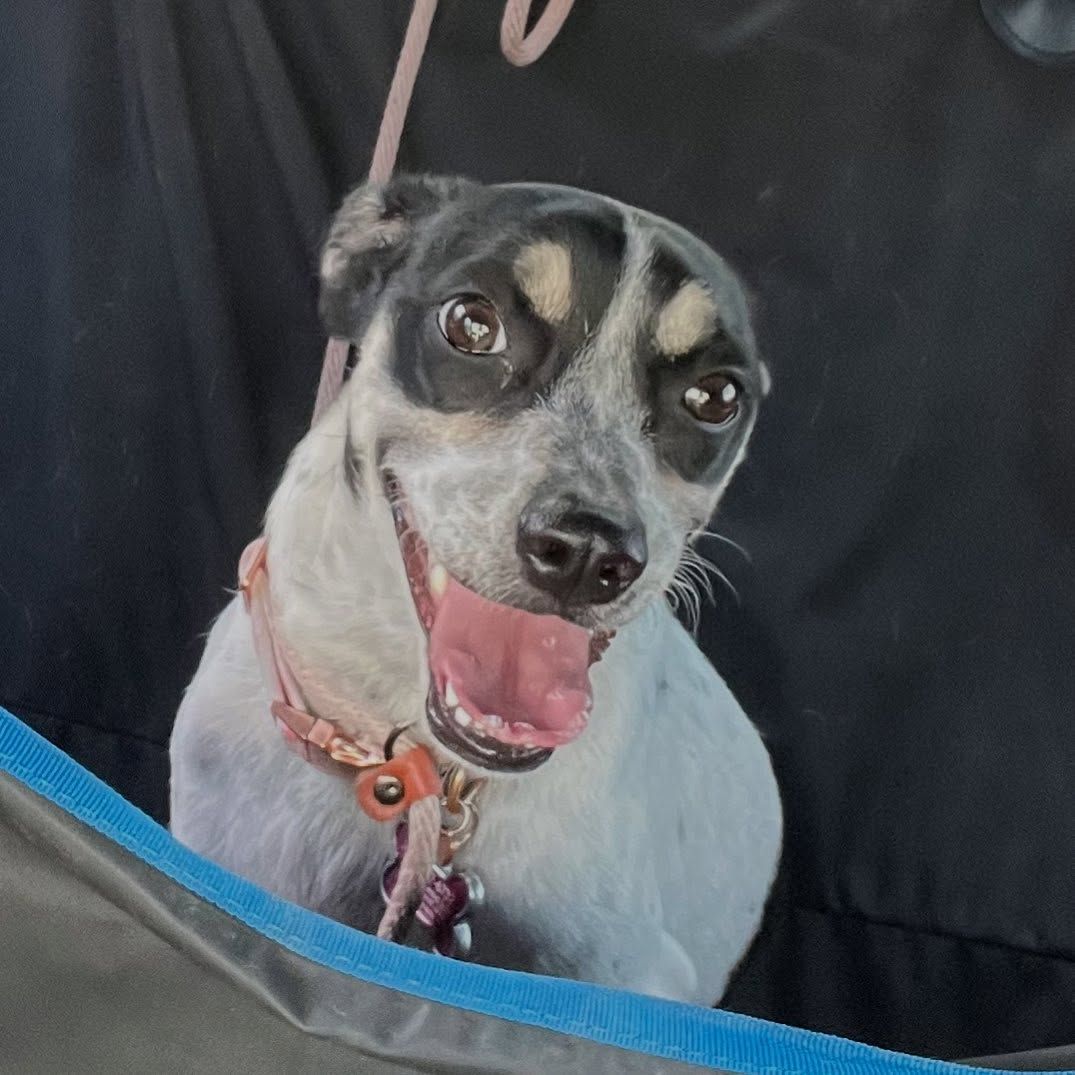 Black-and-white dog with tan markings, panting and wearing a pink collar in a car seat harness